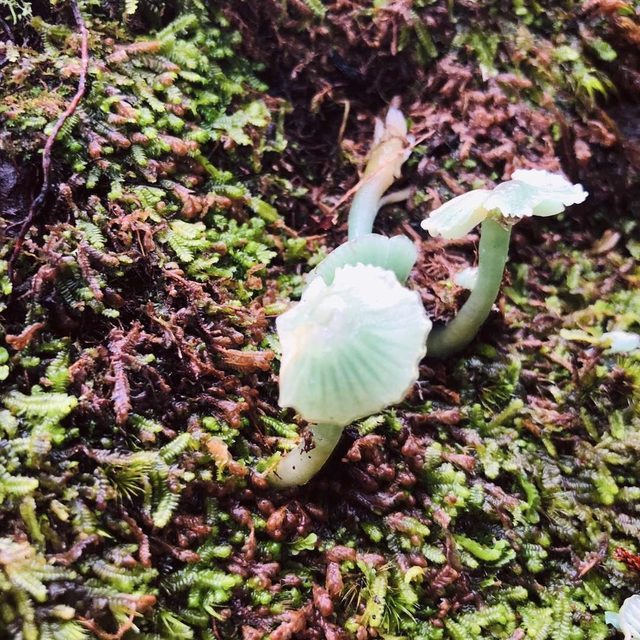 Small pale mushrooms growing on moss on a New Zealand forest floor